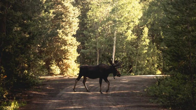Beautiful shot of a moose or elk on a road near the woods