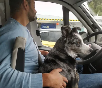Siya, notre chienne border collie, dans notre fourgon lors de notre road trip en Norvège. @carnetdevan